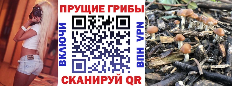 купить наркотики сайты  Горняк  Галлюциногенные грибы Psilocybe 